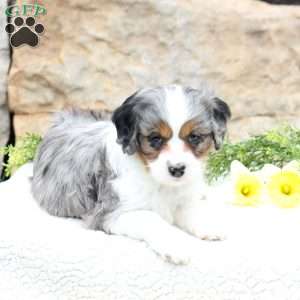 Pansy, Cavapoo Puppy